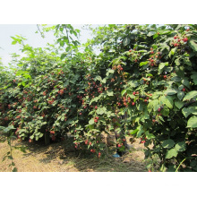 IQF Einfrieren Organic Blackberry Zl-005